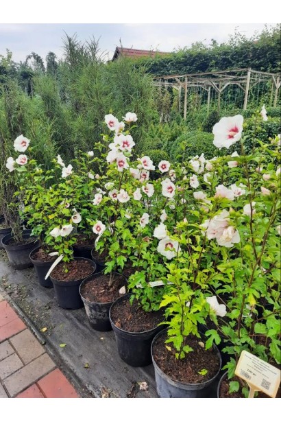 Гібіскус білий Ред Харт - 7,5л/вис.50-70см/Ø25-35см